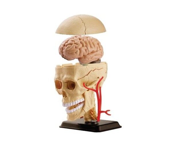 Edu-Toys Анатомический набор череп