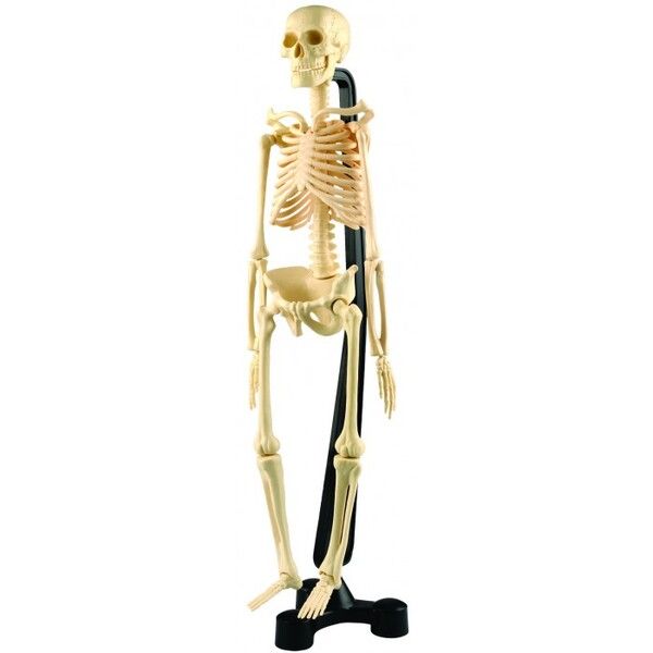 Edu-Toys Модель человеческого скелета