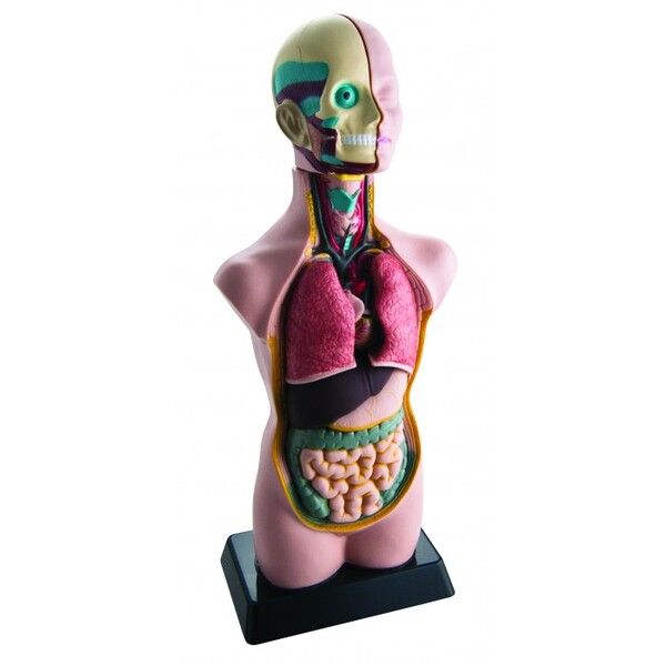 Edu-Toys Анатомический набор тело и органы 50 см