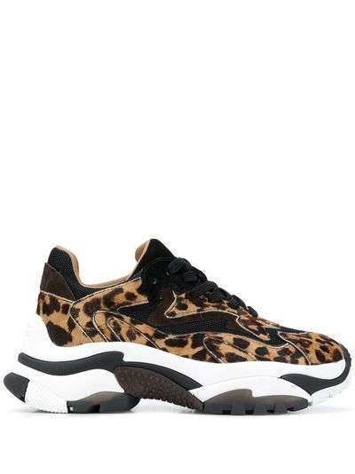 Ash массивные кроссовки с леопардовым принтом