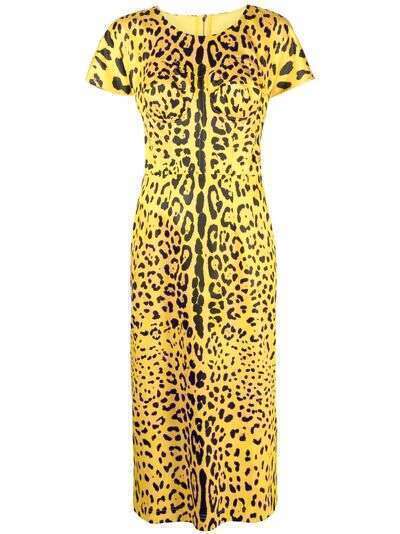 Dolce & Gabbana платье с короткими рукавами и леопардовым принтом